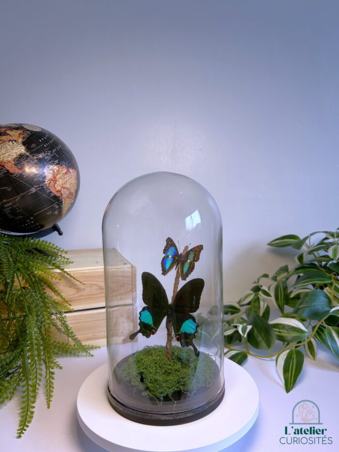 Globe en verre avec papillons naturalisés - Décoration artisanale - Papilio Karna – Image 3