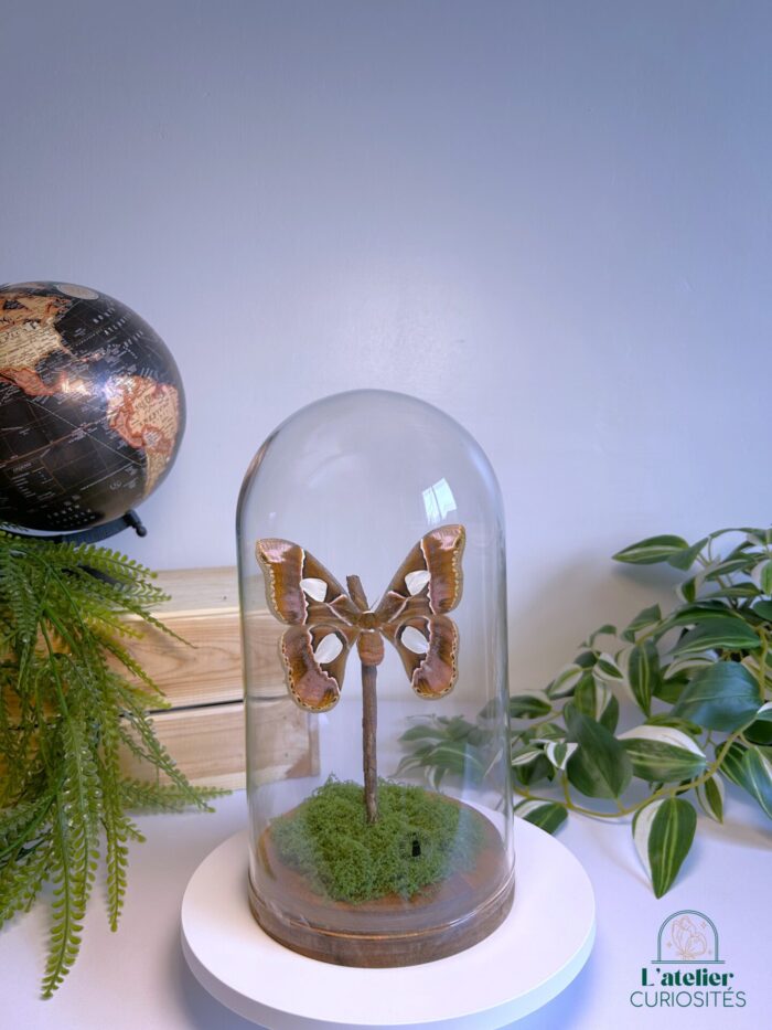 Globe en verre avec papillons naturalisés - Décoration artisanale - Rothschildia