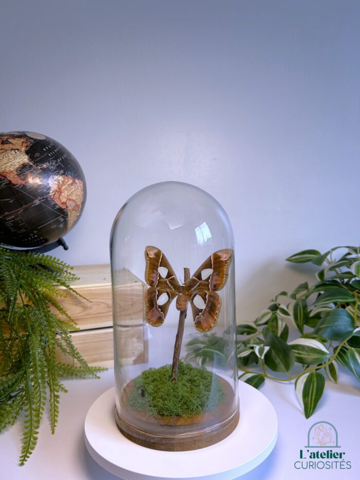 Globe en verre avec papillons naturalisés - Décoration artisanale - Rothschildia – Image 3