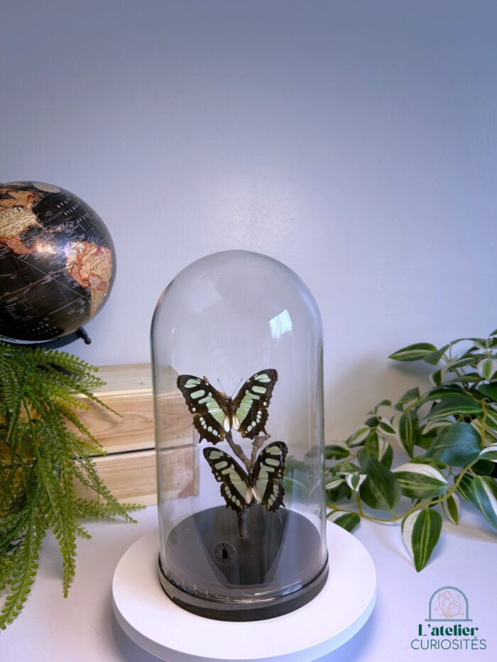 Globe en verre avec papillons naturalisés - Décoration artisanale - Siproeta Stelenes