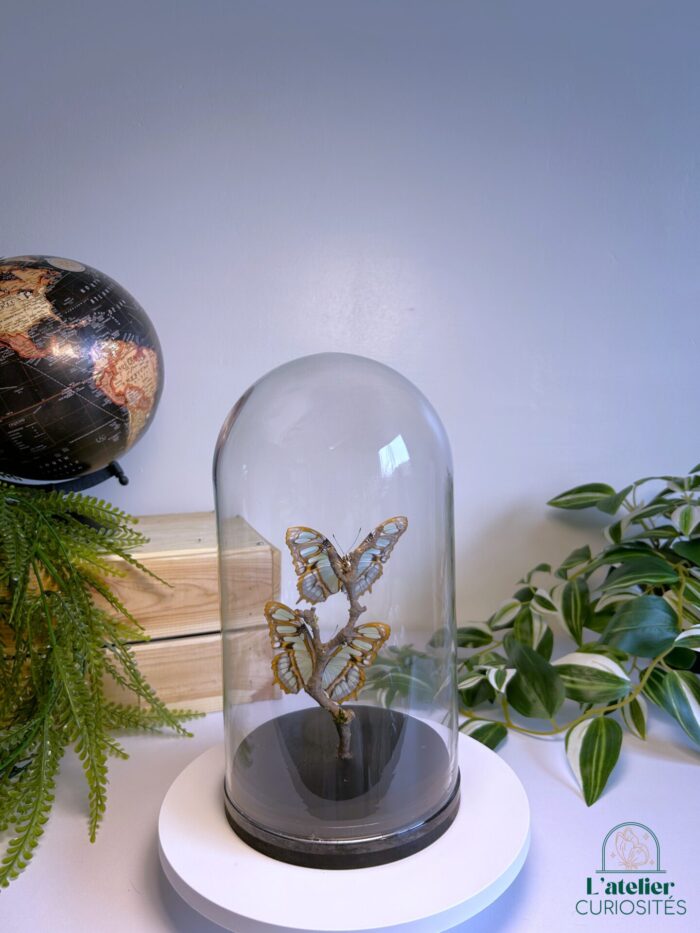 Globe en verre avec papillons naturalisés - Décoration artisanale - Siproeta Stelenes – Image 3