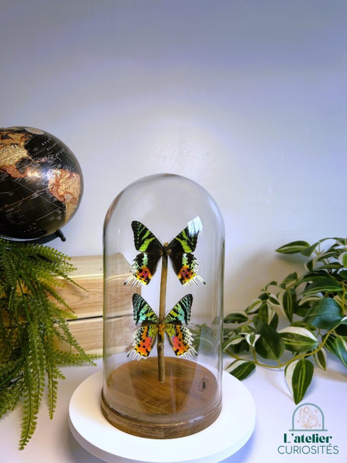 Globe en verre avec papillons naturalisés - Décoration artisanale - Urania Rhipheus 2