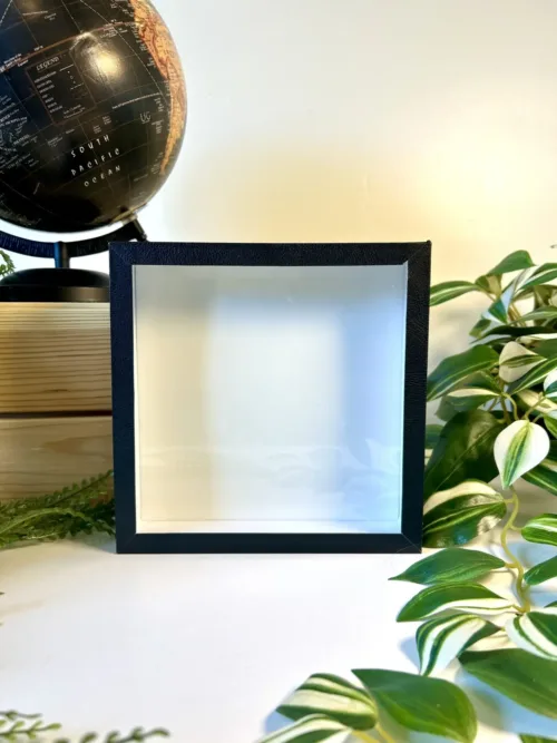 Boîte entomologique noire fond blanc 18x18 cm - vue de face