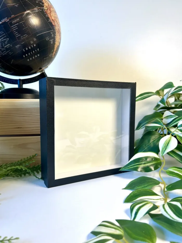 Petite boîte entomologique 18x18 cm pour épingler insectes naturalisés