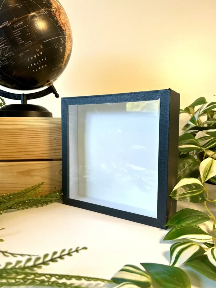 Boîte entomologique noire fond blanc carrée - idéale pour collection