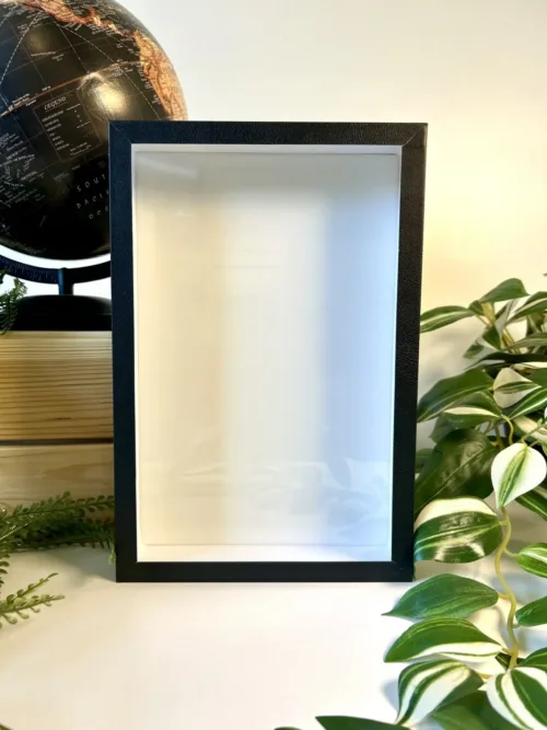 Boîte entomologique noire fond blanc 27x18 cm - vue de face
