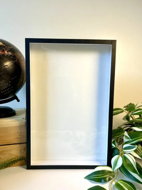 Boîte entomologique noire fond blanc 39x26 cm - vue de face