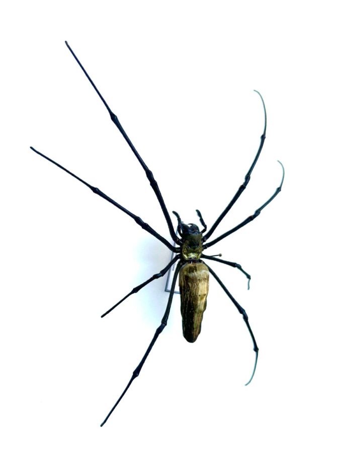 Araignée tropicale Nephila pilipes naturalisée, insecte exotique rare d’Asie