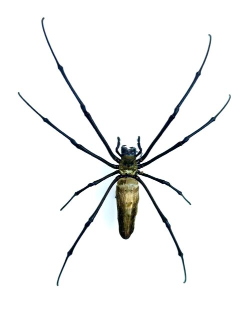 Nephila pilipes grande araignée tropicale naturalisée d’Asie avec toile dorée