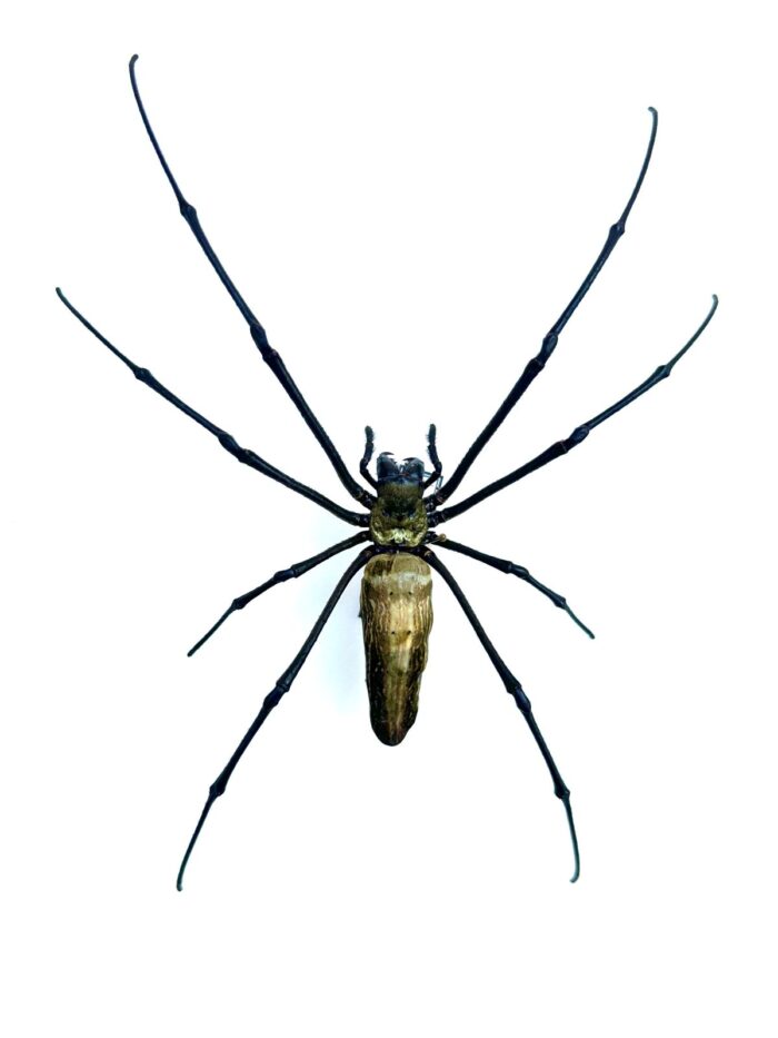 Nephila pilipes grande araignée tropicale naturalisée d’Asie avec toile dorée