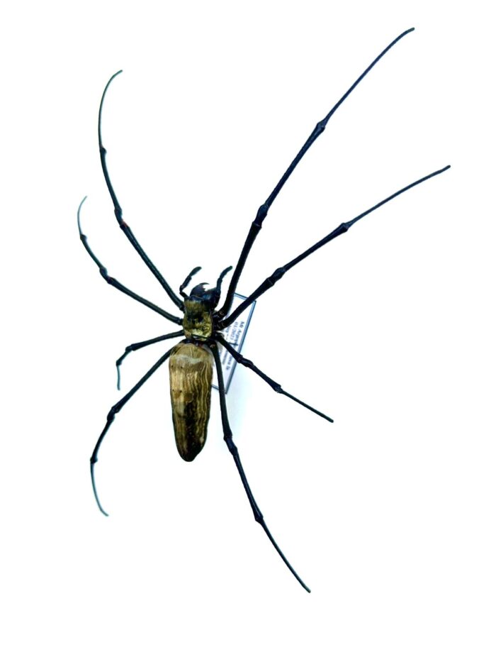 Insecte exotique rare Nephila pilipes araignée naturalisée tropicale d’Asie