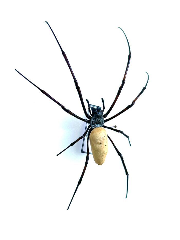 Araignée tropicale Nephila vitiana naturalisée, insecte exotique rare pour curiosités