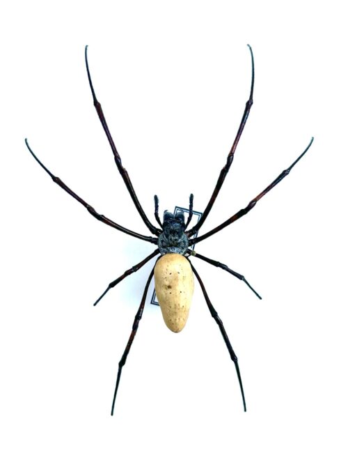 Nephila vitiana, grande araignée naturalisée d’Asie, célèbre pour ses toiles dorées