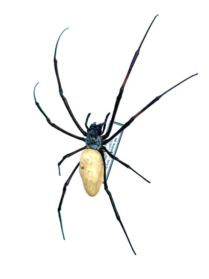 Insecte exotique rare Nephila vitiana araignée naturalisée d’Asie