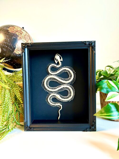 Squelette de serpent Trimersurus albolabris en cadre 20x25 cm naturalisé