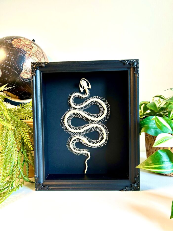 Squelette de serpent Trimersurus albolabris en cadre 20x25 cm naturalisé