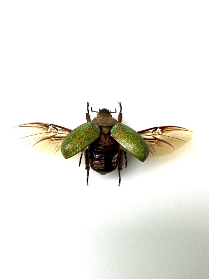Chrysina Victorina - Scarabée Vert Métallisé - Curiosité Entomologique