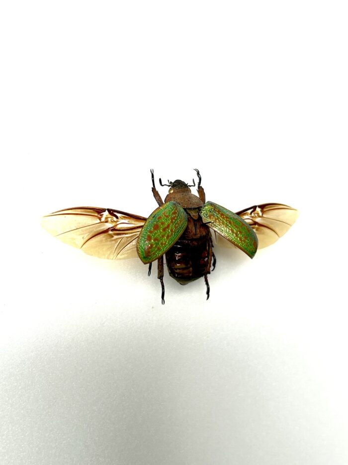 Chrysina Victorina - Scarabée Vert Métallisé - Curiosité Entomologique – Image 2