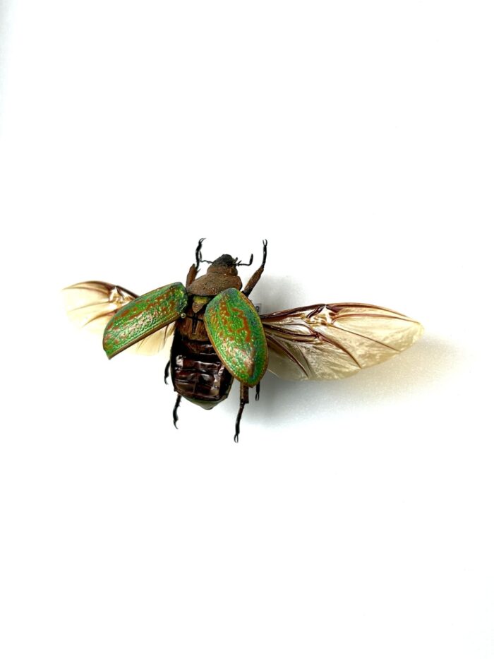 Chrysina Victorina - Scarabée Vert Métallisé - Curiosité Entomologique – Image 3