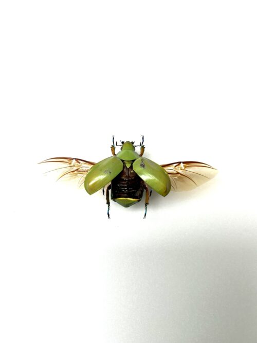 Chrysina Adolphi - Scarabée Miroir Doré - Insecte Naturalisé Epinglé