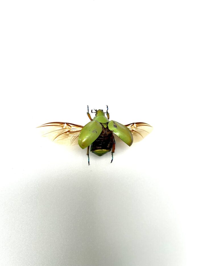 Chrysina Adolphi - Scarabée Miroir Doré - Insecte Naturalisé Epinglé – Image 2