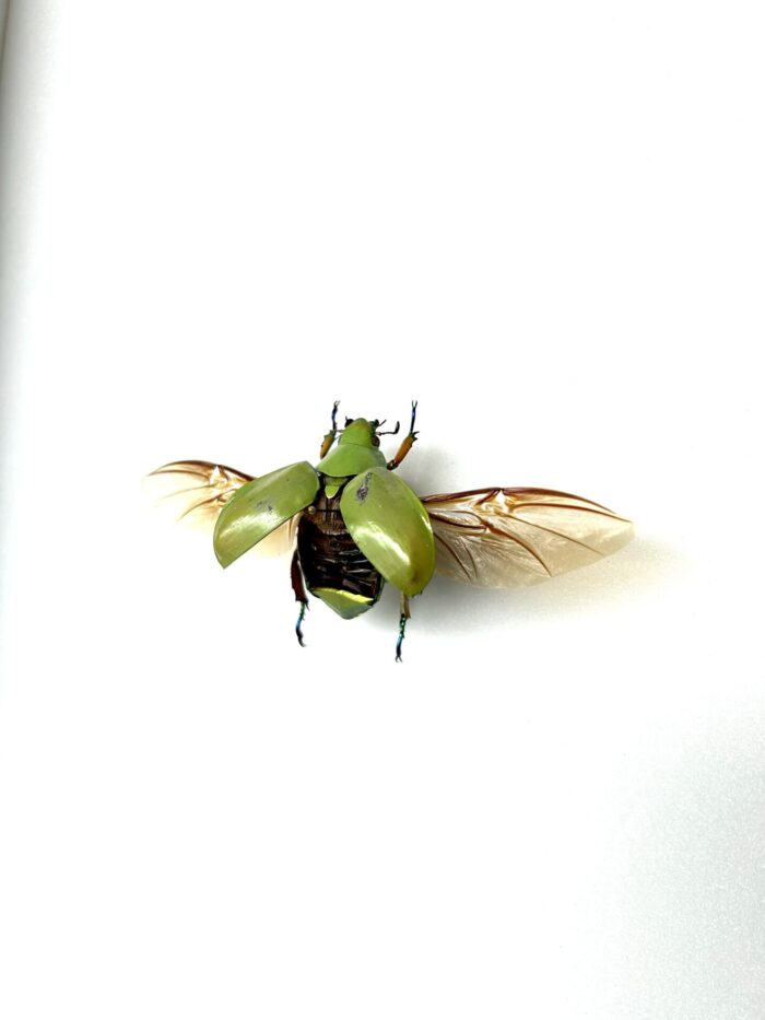 Chrysina Adolphi - Scarabée Miroir Doré - Insecte Naturalisé Epinglé – Image 3