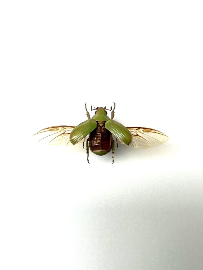 Chrysina Zapoteca - Scarabée Vert Pâle - Insecte Naturalisé Et Epinglé