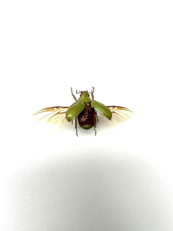 Chrysina Zapoteca - Scarabée Vert Pâle - Insecte Naturalisé Et Epinglé – Image 2