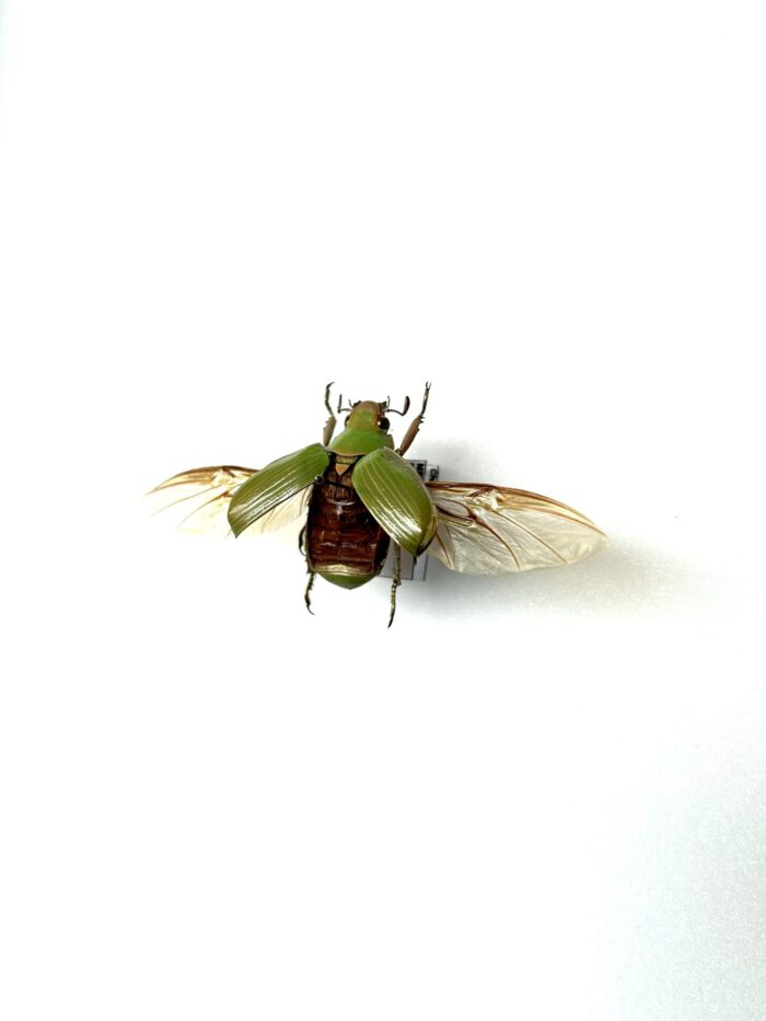 Chrysina Zapoteca - Scarabée Vert Pâle - Insecte Naturalisé Et Epinglé – Image 3