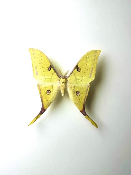 Actias sinensis naturalisé papillon lune d'Asie