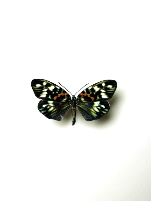 Erasmia pulchella naturalisé papillon de nuit coloré d'Asie