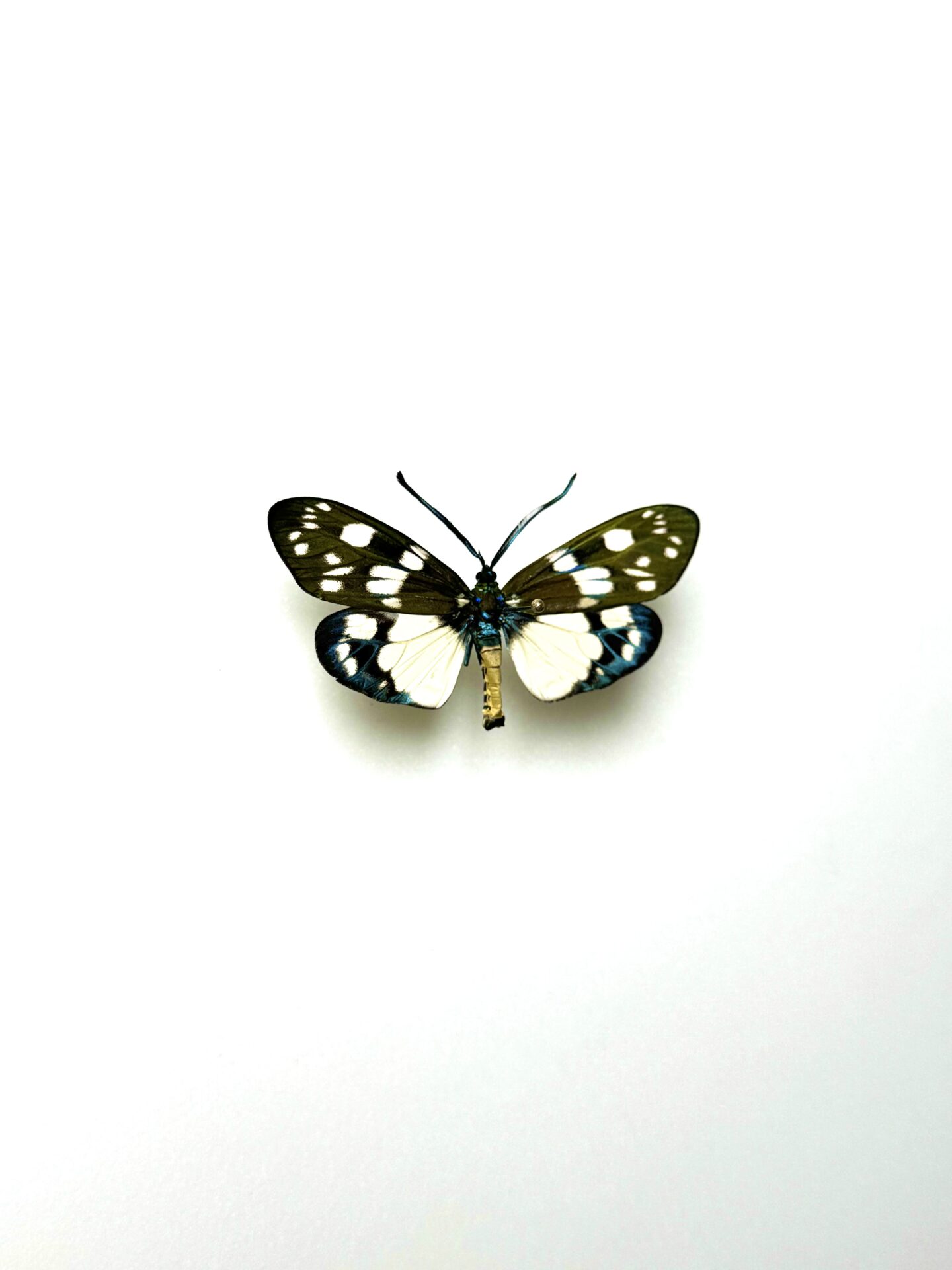 Ailes colorées Eterusia aedea naturalisé