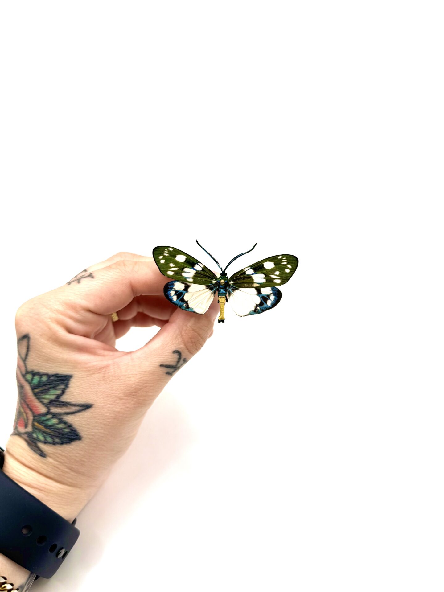 Papillon Eterusia aedea de collection