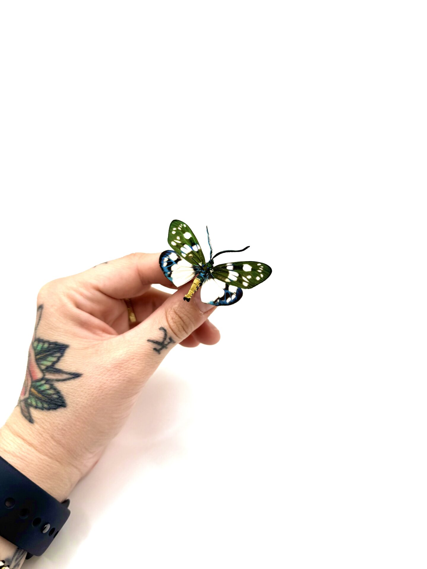 Eterusia aedea insecte naturalisé d'Asie