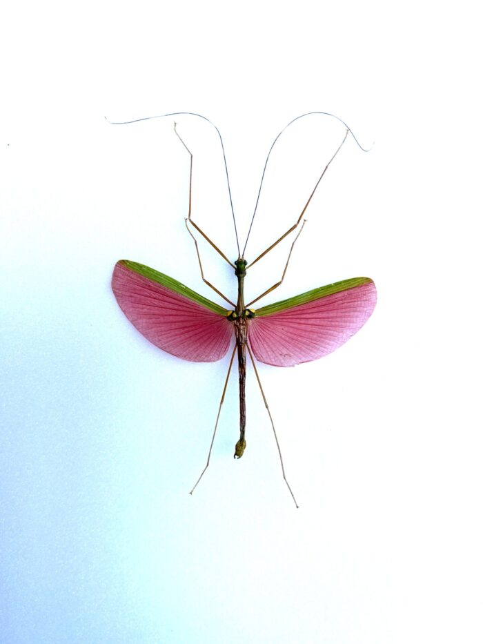 Marmessoidea Rosea - Phasme Rose d'Asie Naturalisé Pour Décoration
