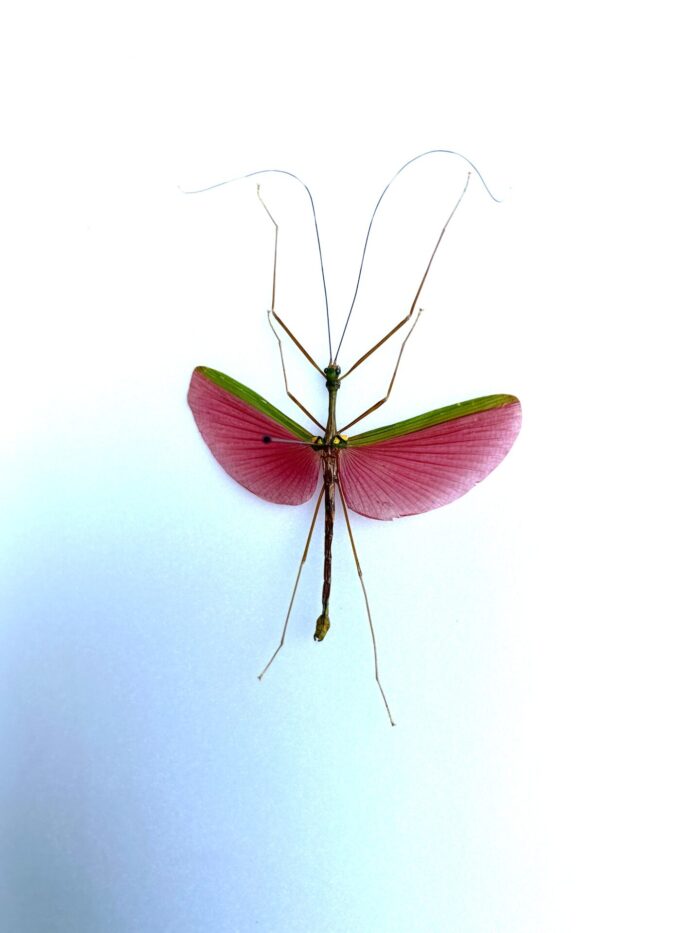 Marmessoidea Rosea - Phasme Rose d'Asie Naturalisé Pour Décoration – Image 3