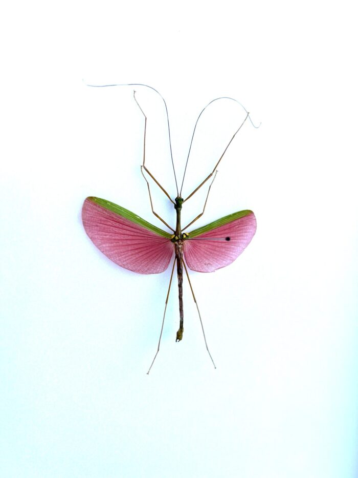Marmessoidea Rosea - Phasme Rose d'Asie Naturalisé Pour Décoration – Image 2