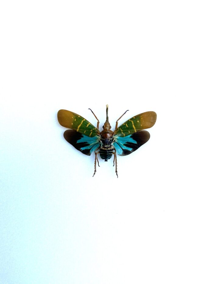 Saiva Transverso Lineata - Cigale Rayée Naturalisée Pour Décoration