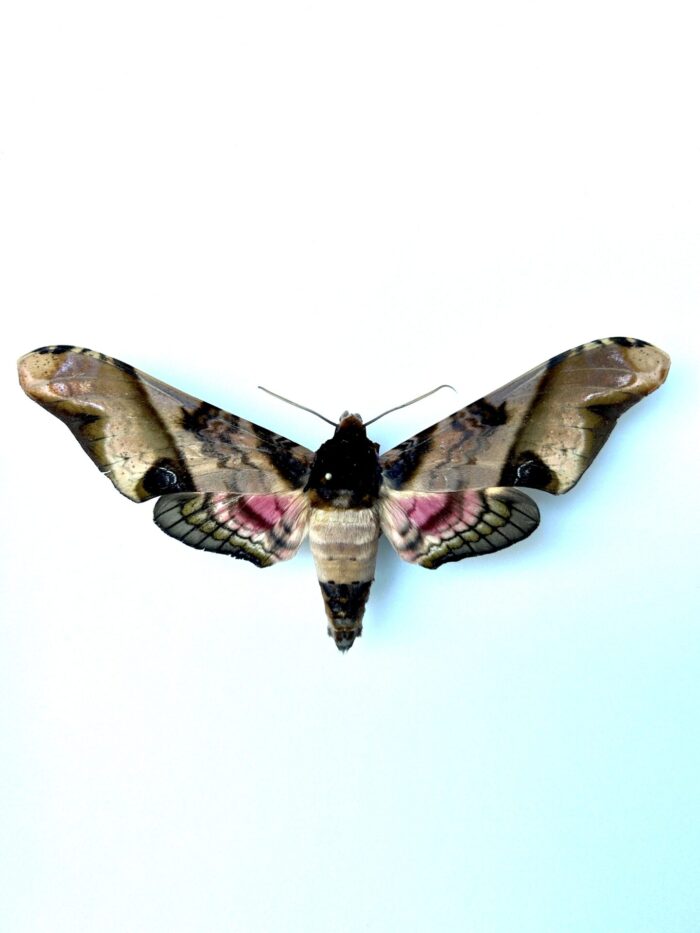 Amplypterus Mindanaoensis - Papillon Naturalisé Des Philippines