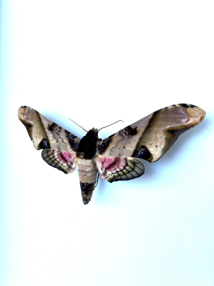 Amplypterus Mindanaoensis - Papillon Naturalisé Des Philippines – Image 3
