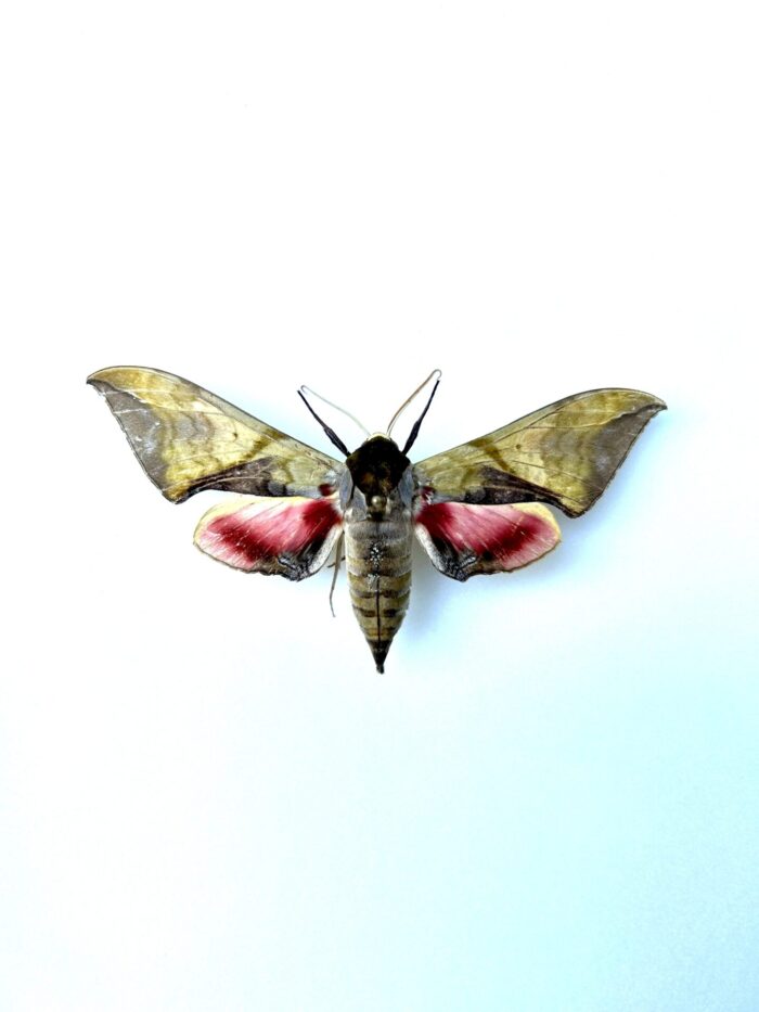 Callambulyx Rubricosa - Sphinx Asiatique Naturalisé