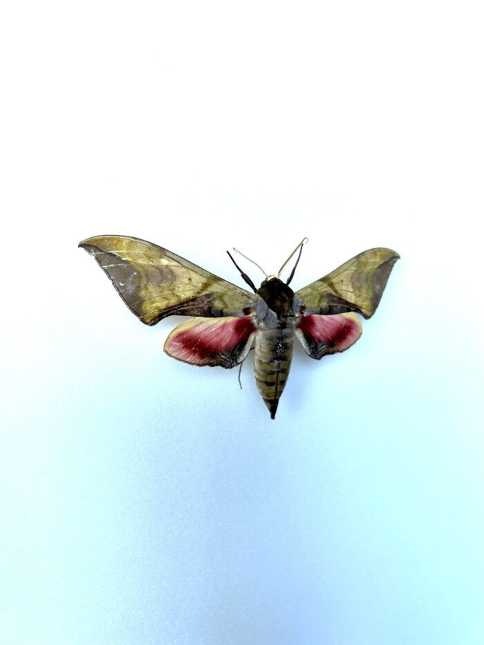 Callambulyx Rubricosa - Sphinx Asiatique Naturalisé – Image 2