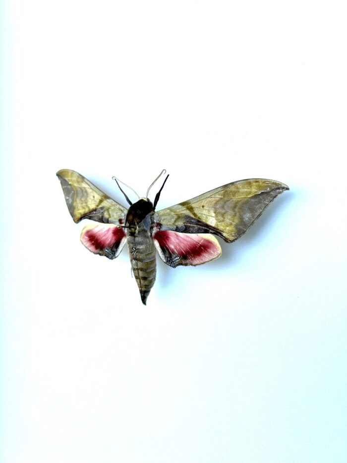 Callambulyx Rubricosa - Sphinx Asiatique Naturalisé – Image 3