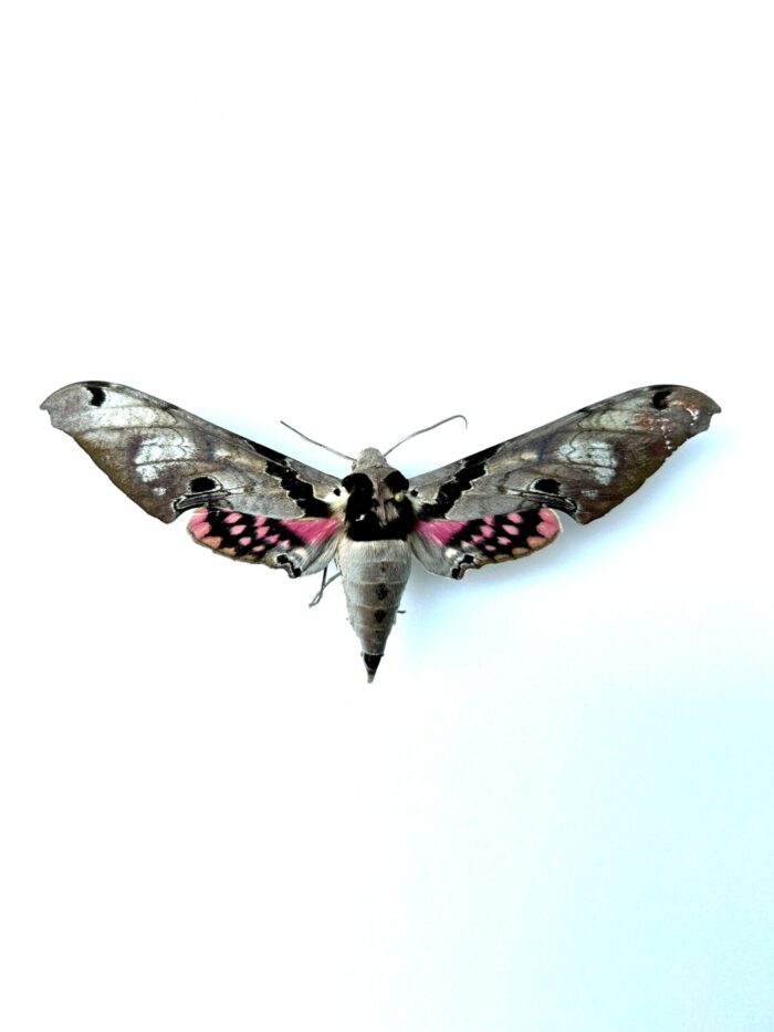 Adhemarius Gamascus - Grand Papillon Nocturne Naturalisé
