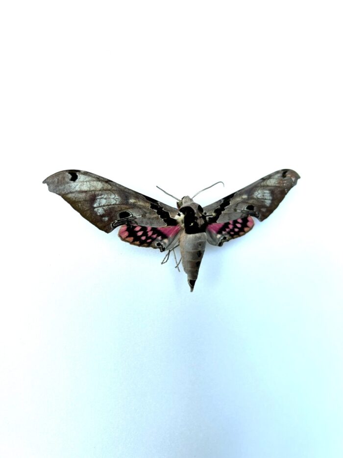 Adhemarius Gamascus - Grand Papillon Nocturne Naturalisé – Image 2