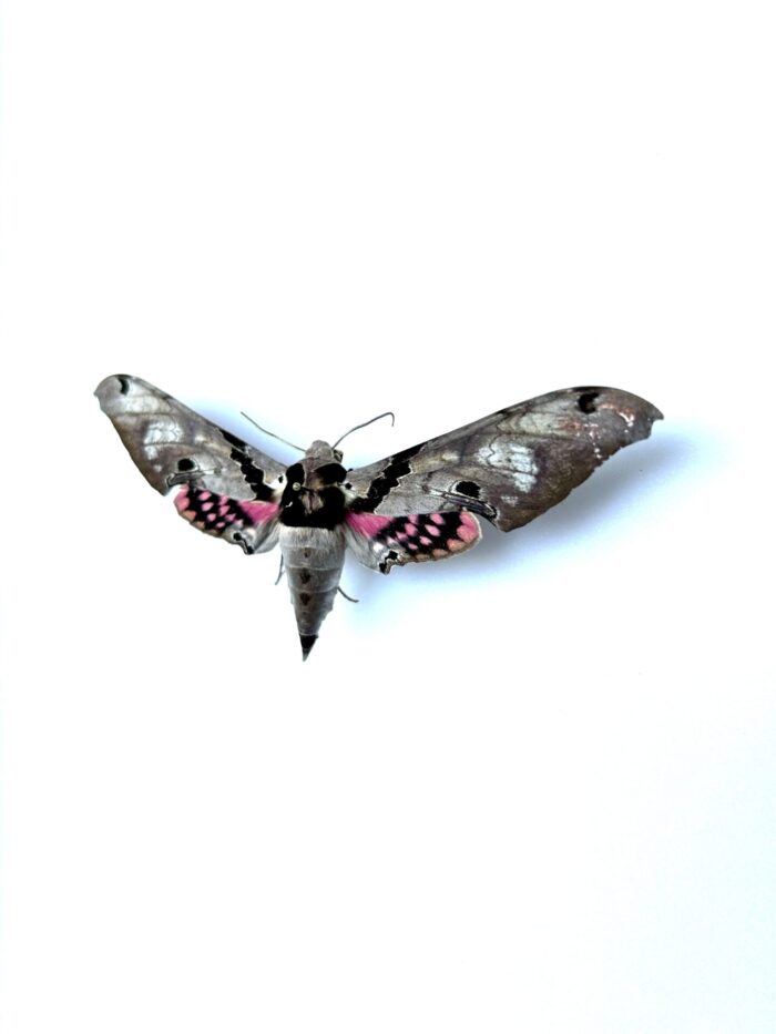 Adhemarius Gamascus - Grand Papillon Nocturne Naturalisé – Image 3