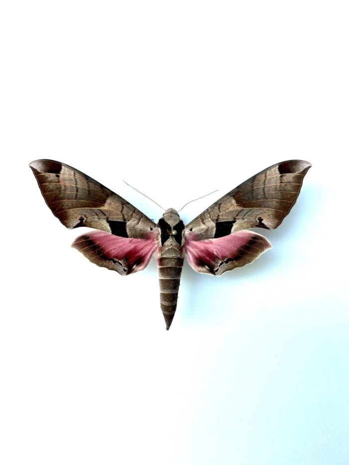 Eumorpha Achemon - Papillon Sphinx Naturalisé Elégant