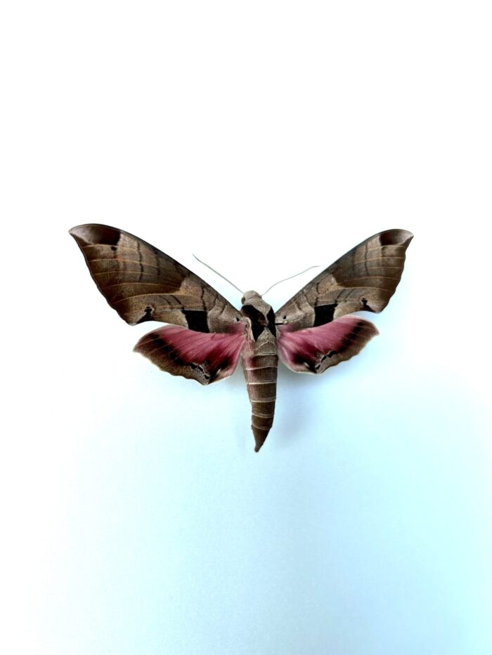 Eumorpha Achemon - Papillon Sphinx Naturalisé Elégant – Image 2