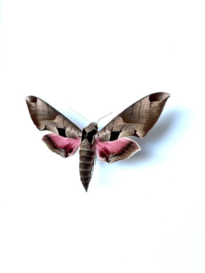 Eumorpha Achemon - Papillon Sphinx Naturalisé Elégant – Image 3