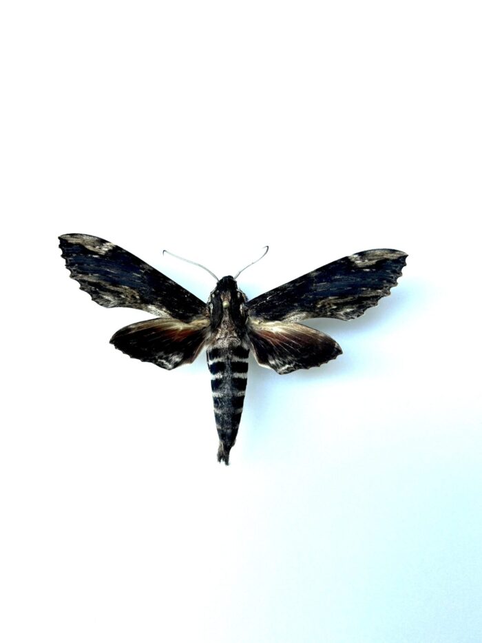 Erinnys Lassauxii Naturalisé - Sphinx Rare Tropical Pour Collection
